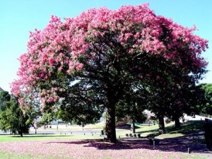 brazilian rosewood tree