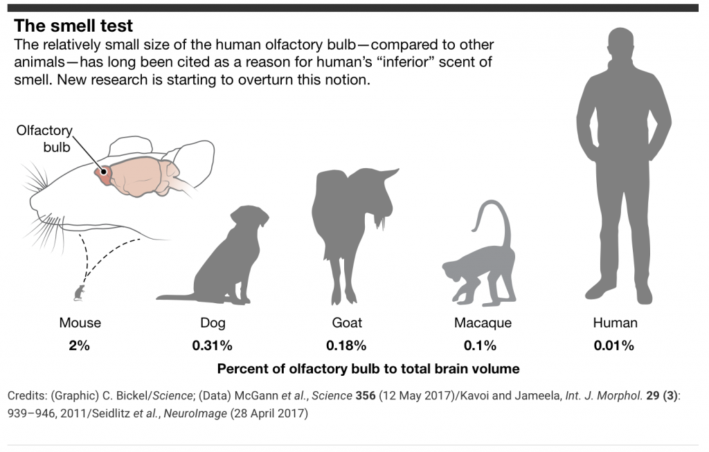 Menselijk reukvermogen - beter ruiken