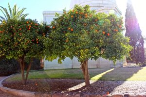 Neroli Tree