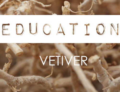 Ingredient Knowledge · VETIVER