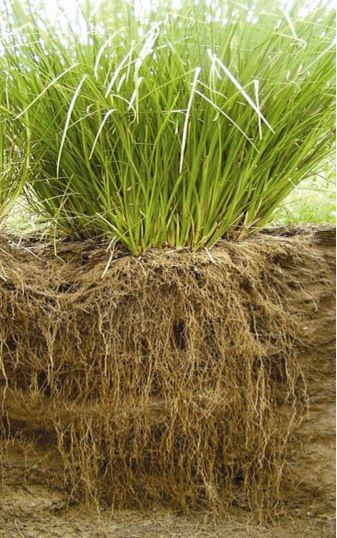 Vetiver Roots2