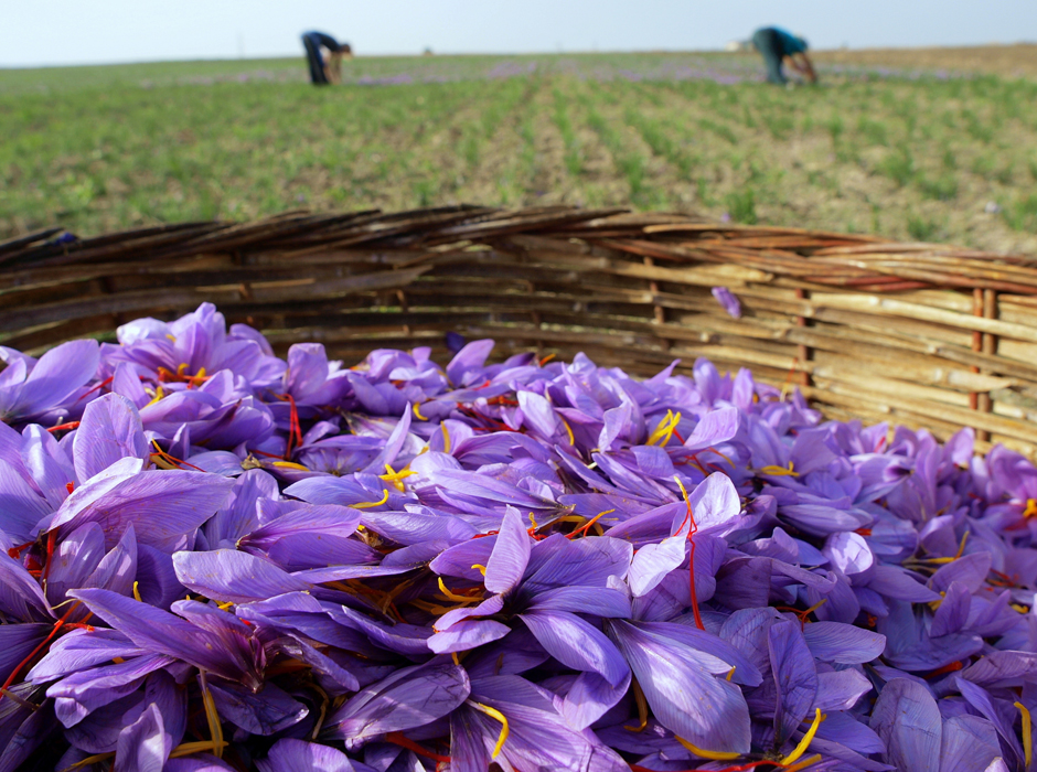 SAFFRON The Scent Company